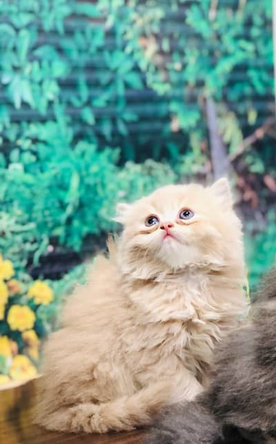 cash on delivery Persian Punch face triple coat cat Kitten