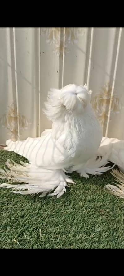 bukhara pigeon
