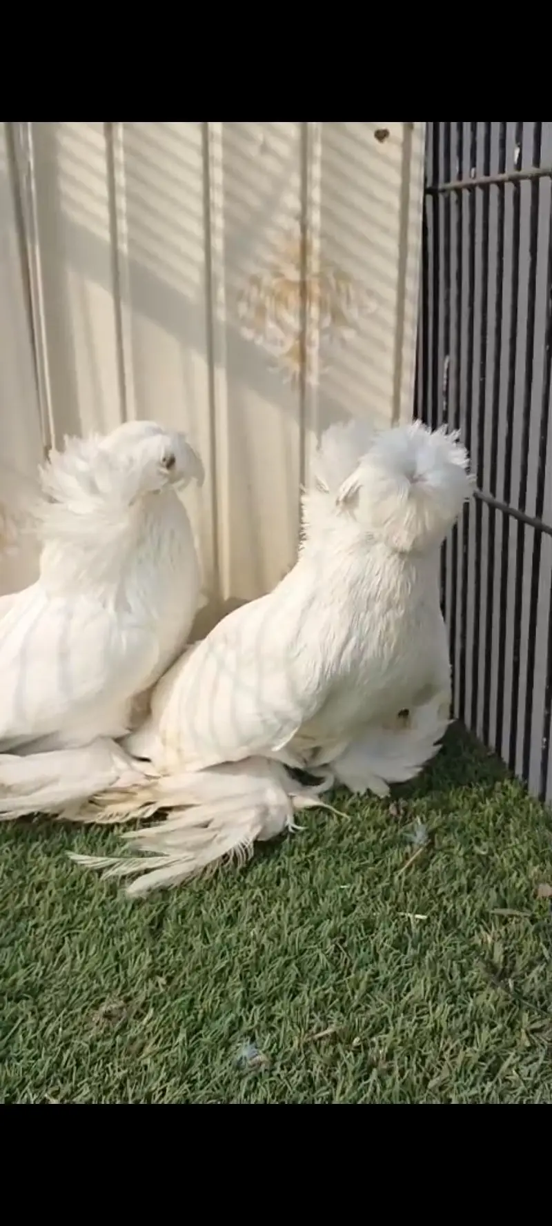 bukhara pigeon — photo 2