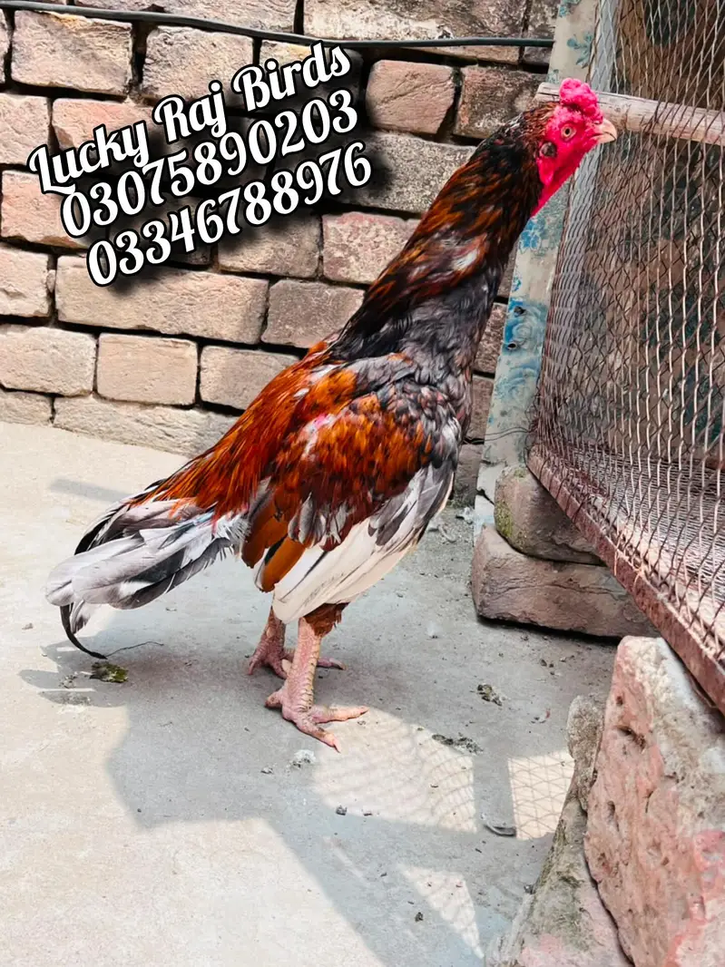 Aseel Murga — photo 5