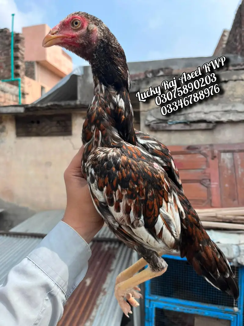Aseel Murga — photo 11