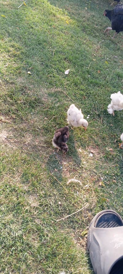 batman chick AVAILABLE 1 month 2 months