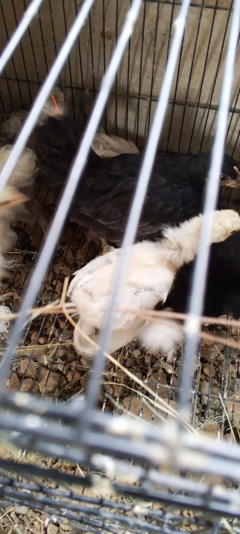 batman chick AVAILABLE 1 month 2 months — photo 3