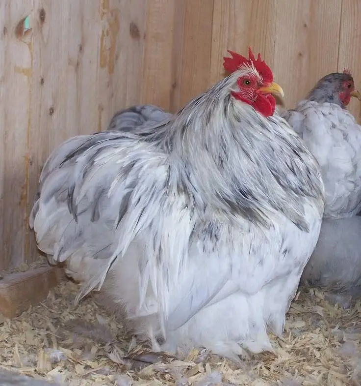 batman chick AVAILABLE 1 month 2 months — photo 5