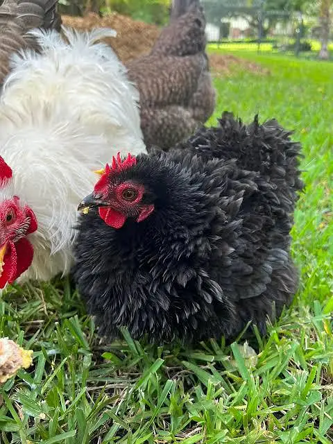 batman chick AVAILABLE 1 month 2 months — photo 7