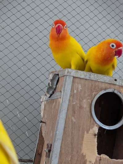 Lutino Lovebird Breeder Pair