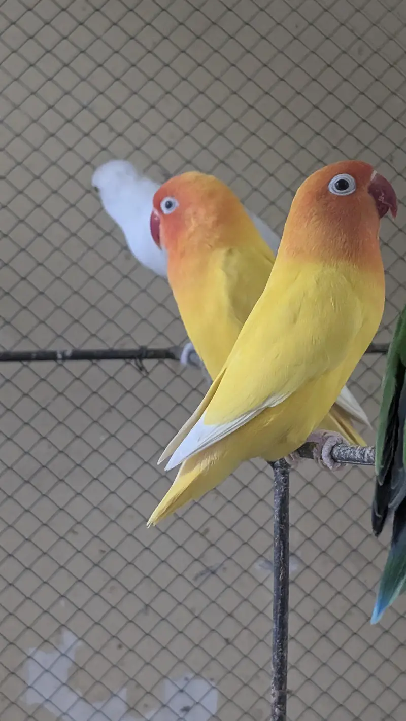 Lutino Lovebird Breeder Pair — photo 2
