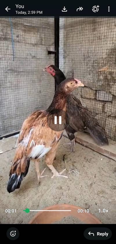 aseel murgia high quality and Cage