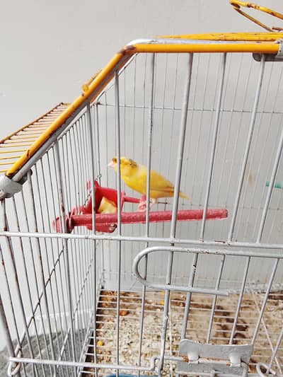 Canary Bird