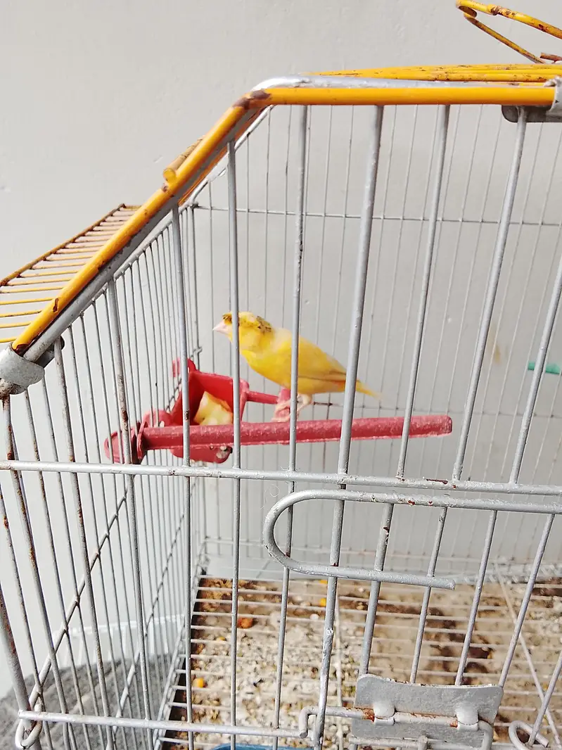 Canary Bird