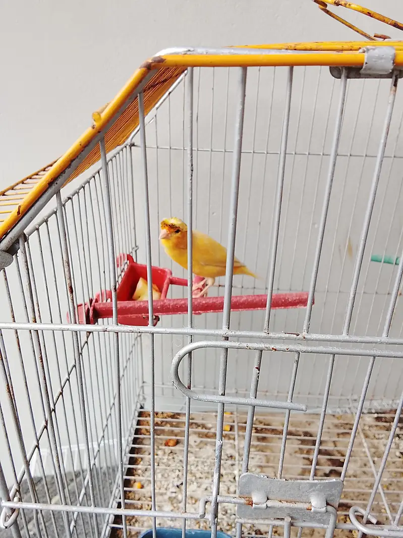 Canary Bird — photo 2