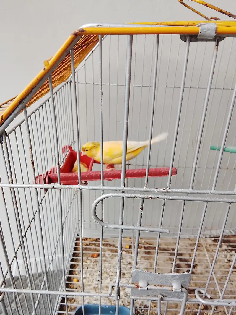 Canary Bird — photo 3