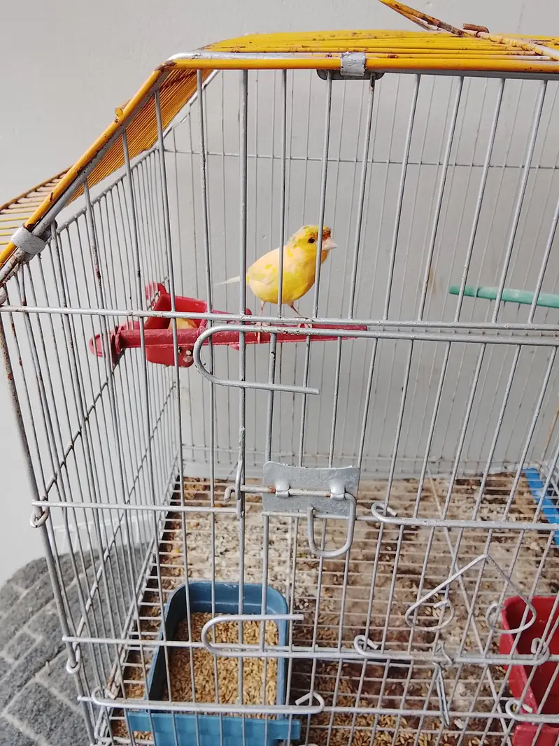 Canary Bird — photo 4