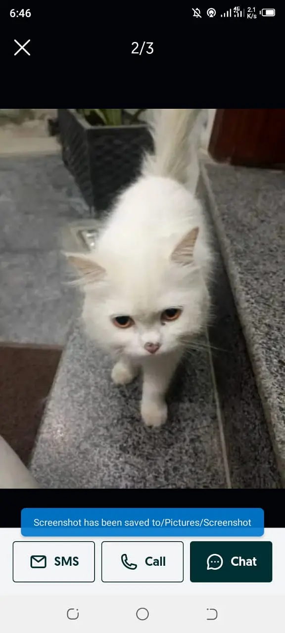 Cat for sale and kitten — photo 2