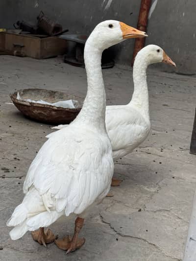 Long neck dusks pair