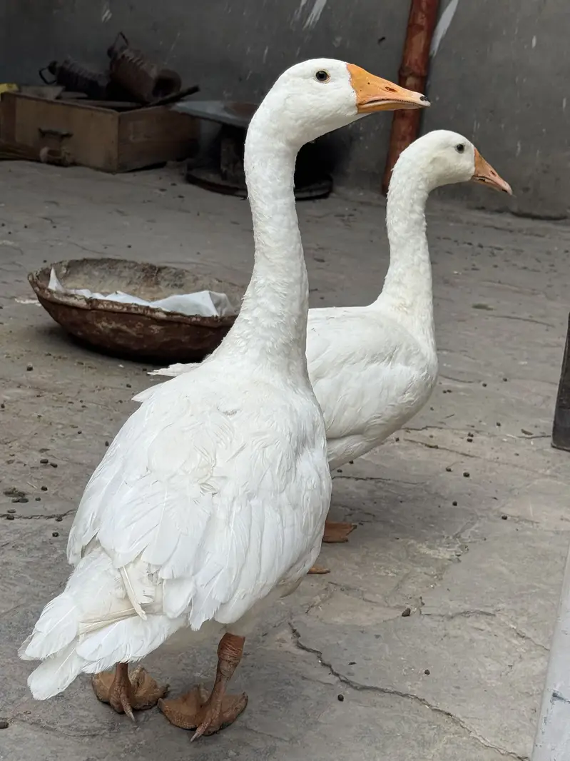 Long neck dusks pair
