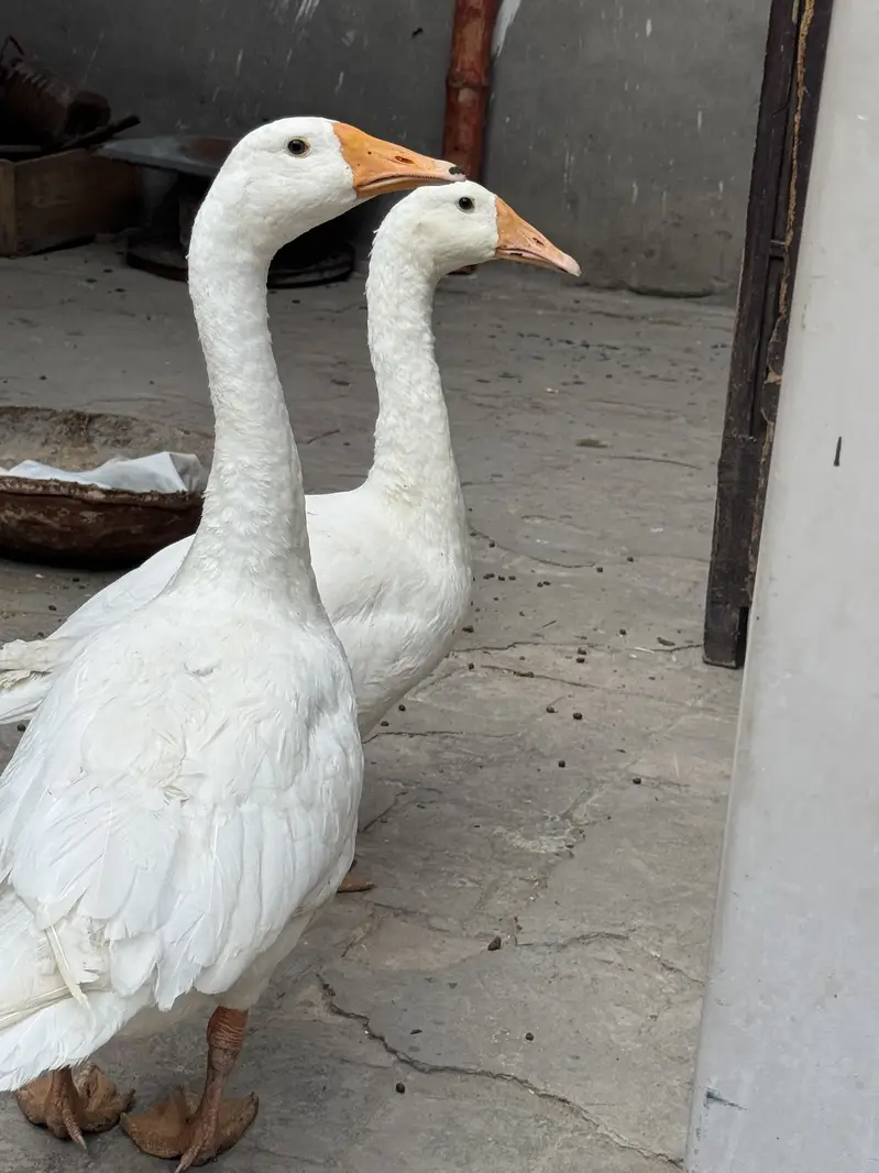 Long neck dusks pair — photo 2