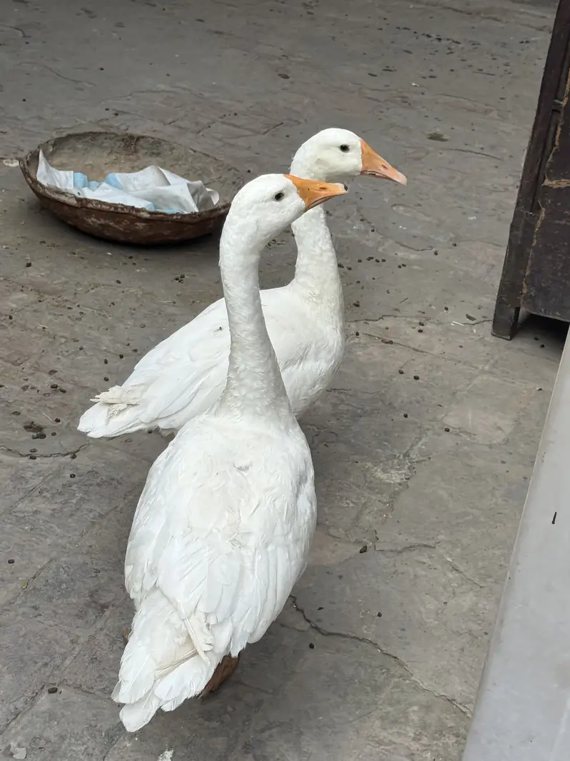 Long neck dusks pair — photo 3