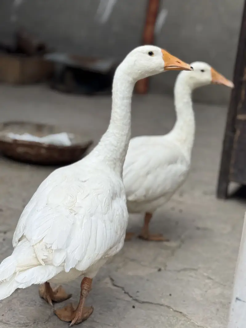 Long neck dusks pair — photo 4