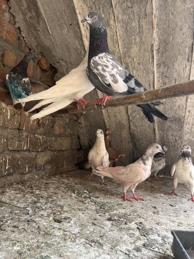 Assel pigeon0340(566)8354 Whata app