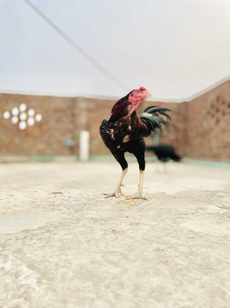 Aseel lakha — photo 2