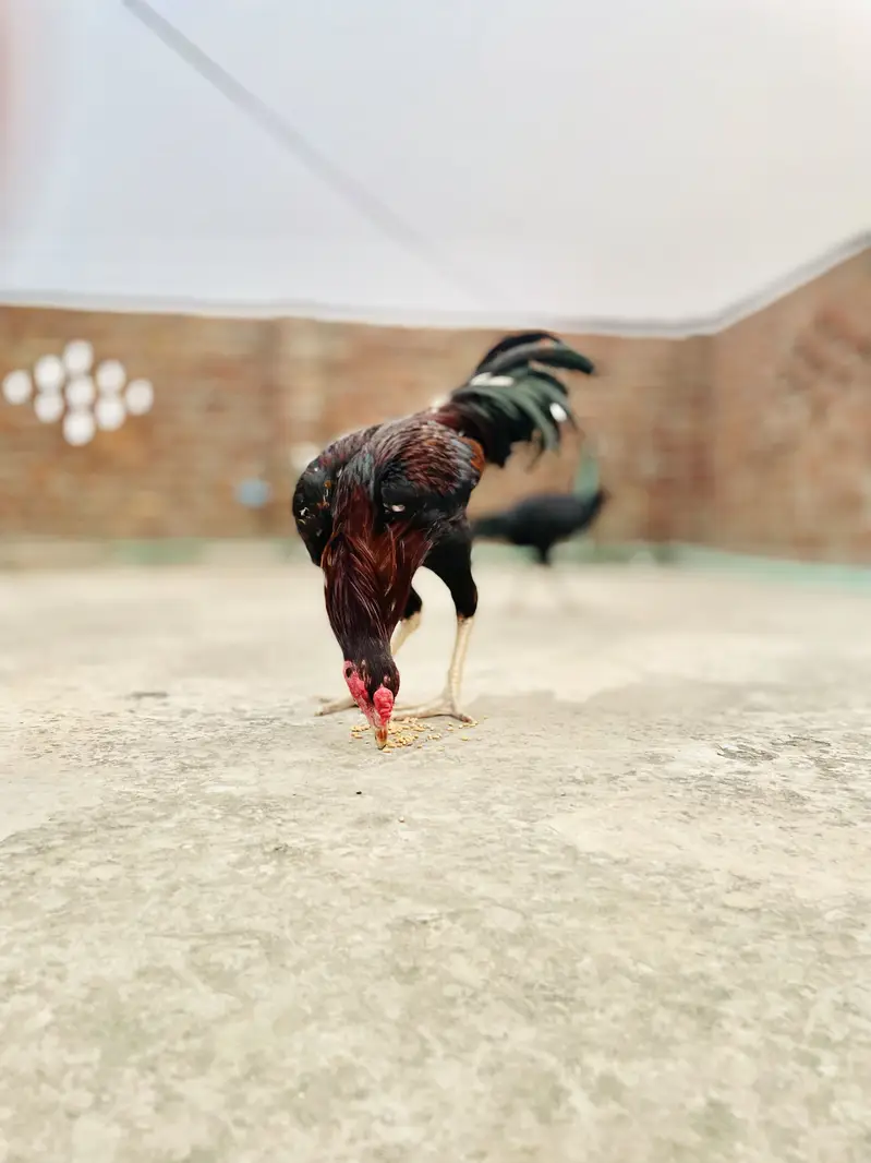 Aseel lakha — photo 3