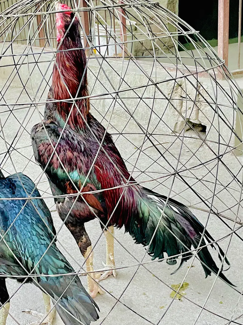 Aseel lakha — photo 6