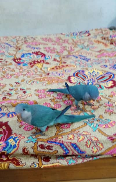 BLUE MONK PARROT  CHICK