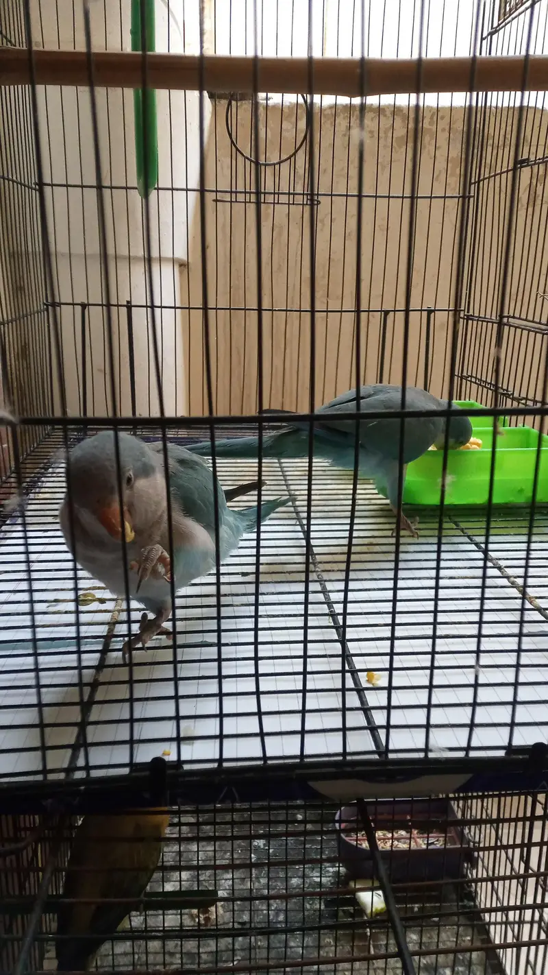 BLUE MONK PARROT  CHICK — photo 3