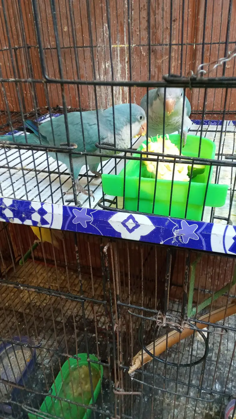 BLUE MONK PARROT  CHICK — photo 4
