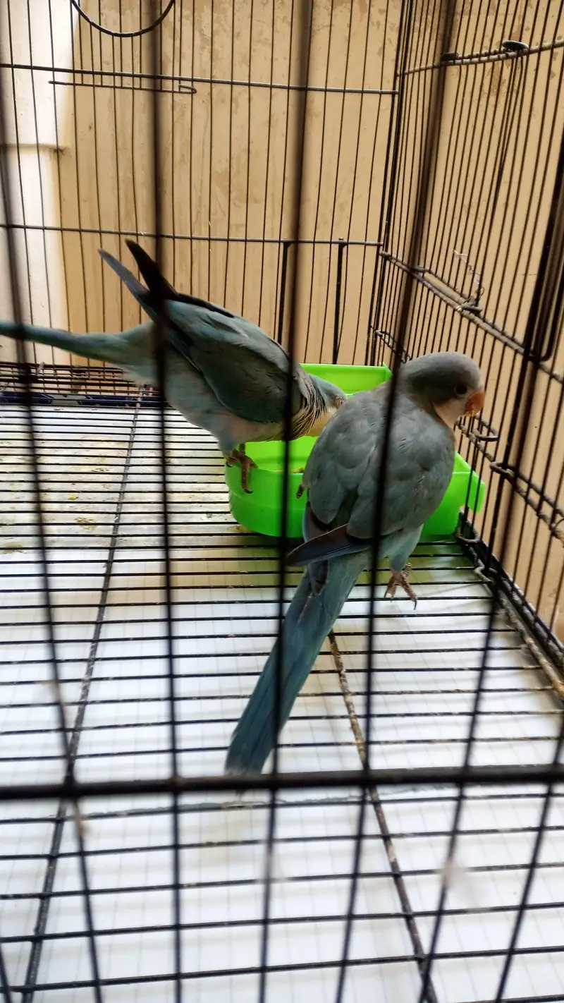 BLUE MONK PARROT  CHICK — photo 5