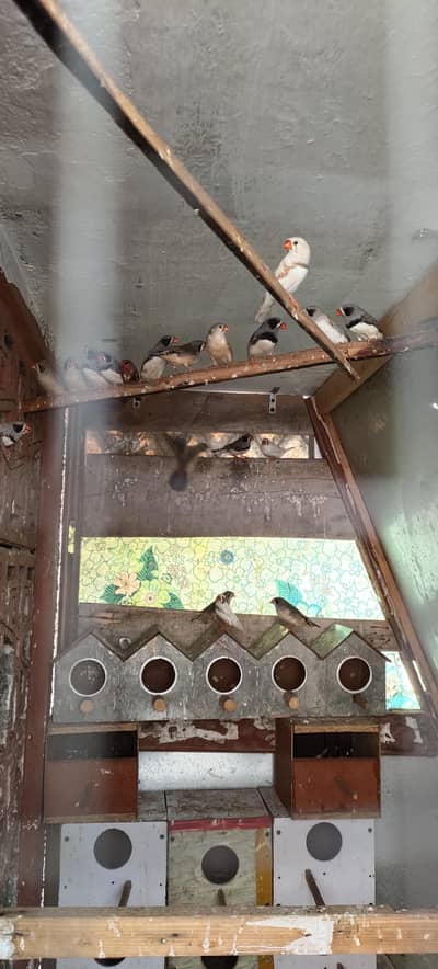 Zebra finches