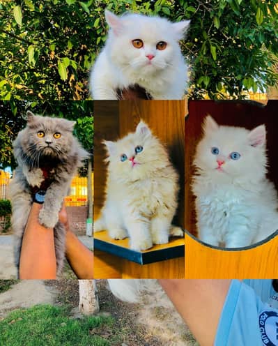 cash on delivery Persian Punch face triple coat cat Kitten