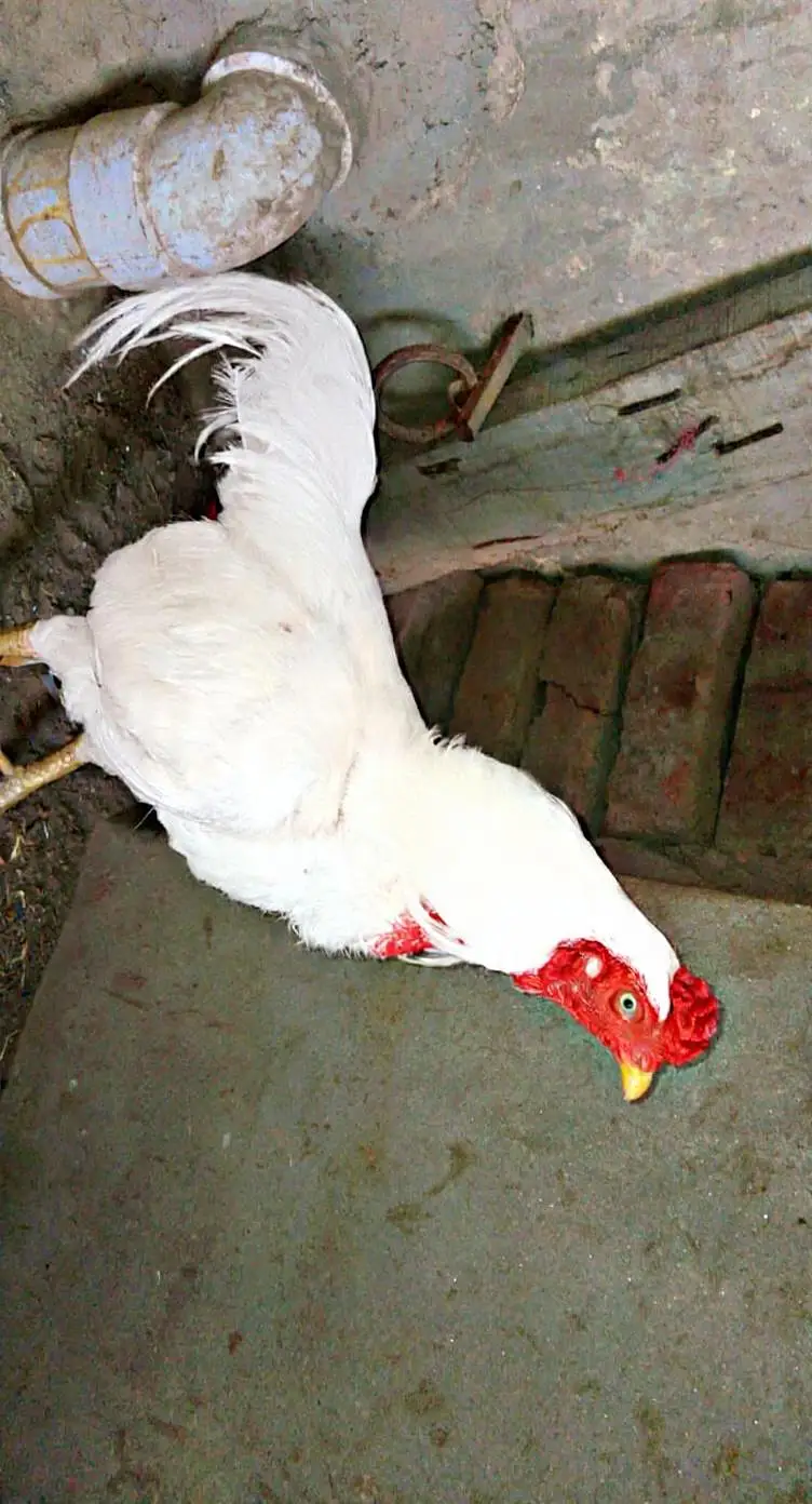 Aseel Heera 1.5 saal ka hai — photo 2