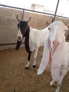 gulabi bakri breeder Bakra