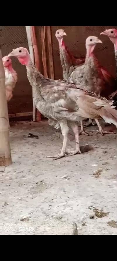 for sale 5 month pied and gray colour turkey-ndib vaccinated karachii