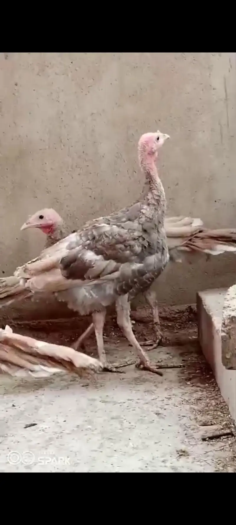 for sale 5 month pied and gray colour turkey-ndib vaccinated karachii — photo 2