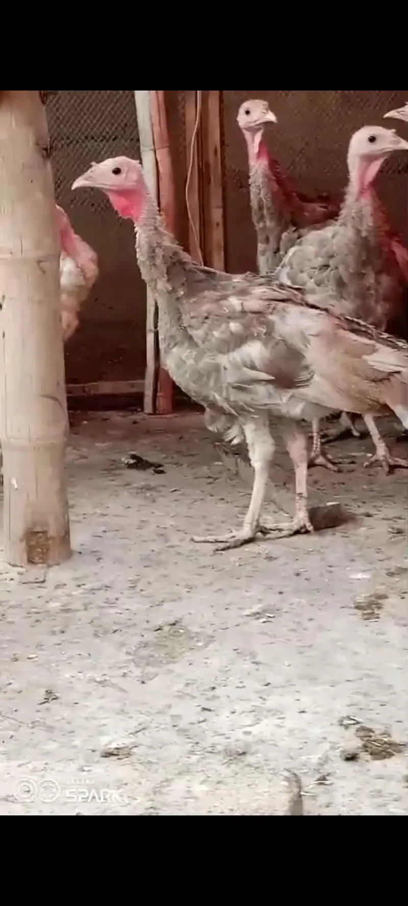 for sale 5 month pied and gray colour turkey-ndib vaccinated karachii — photo 3