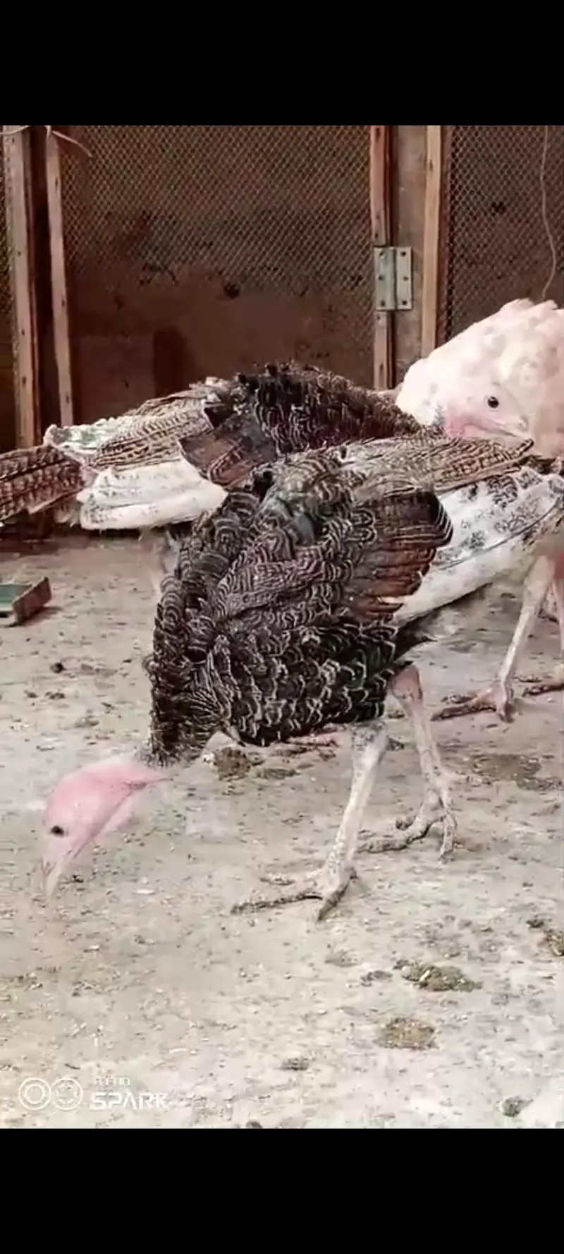 for sale 5 month pied and gray colour turkey-ndib vaccinated karachii — photo 4