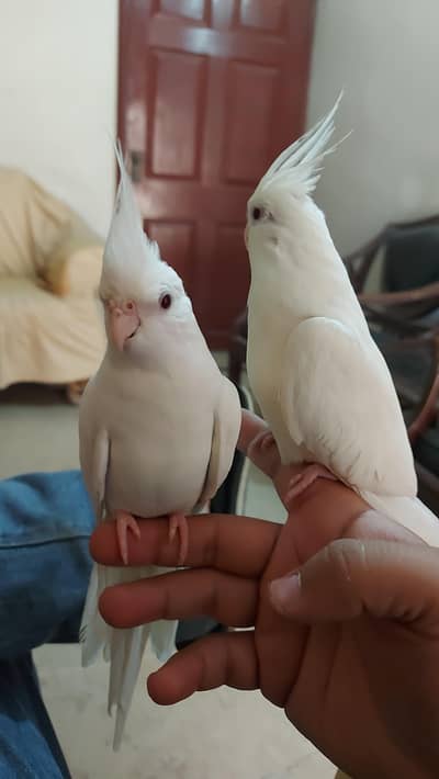 Hand tamed Coctail Reuired