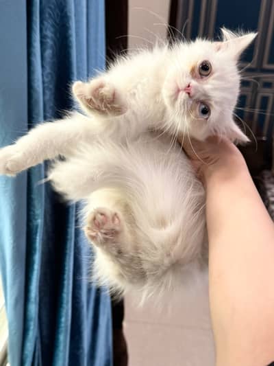 Pure Persian Female Kittens Pair | Blue Eyes & Odd Eyes | Multi-Coated