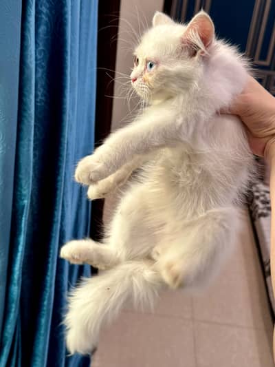 Pure Persian Female Kittens Pair | Blue Eyes & Odd Eyes | Multi-Coated