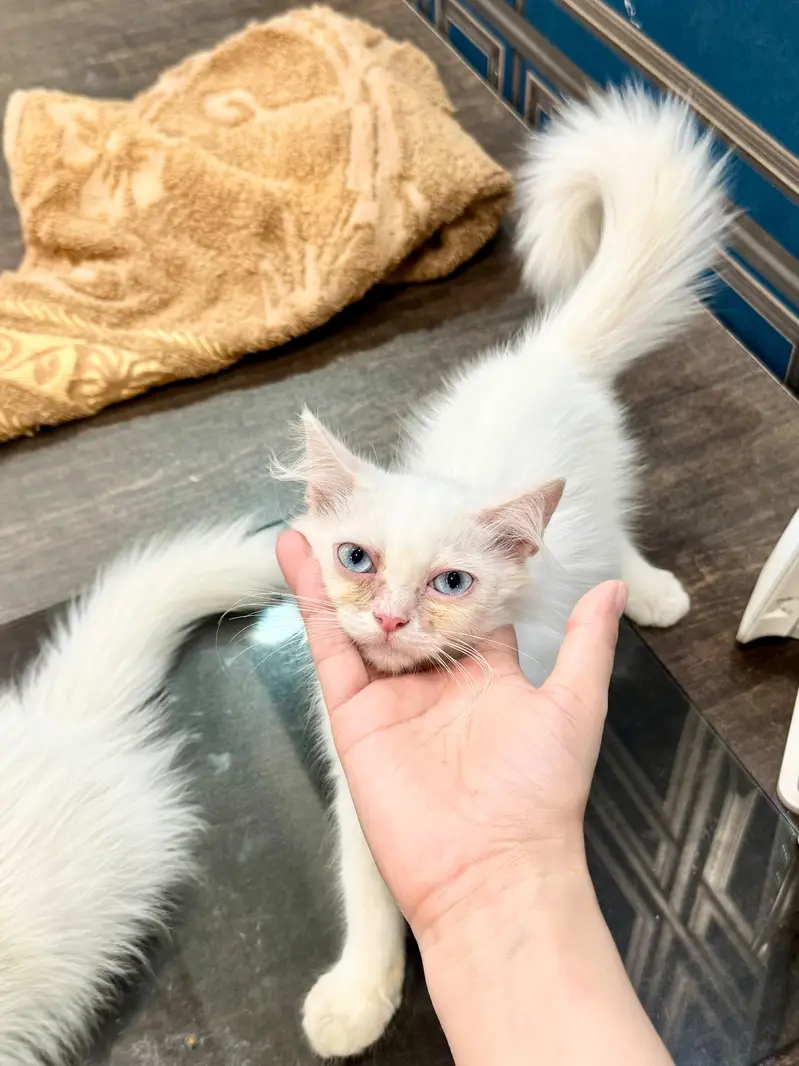 Pure Persian Female Kittens Pair | Blue Eyes & Odd Eyes | Multi-Coated — photo 2