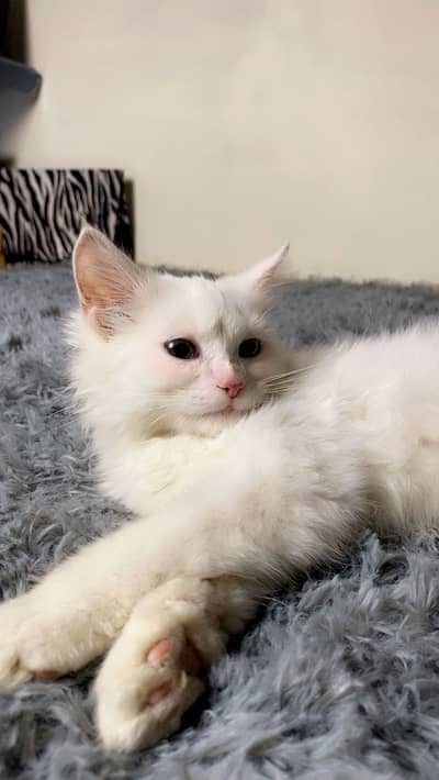 Persian Male For Sale
