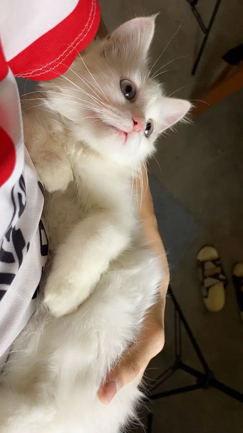 Persian Male For Sale — photo 2