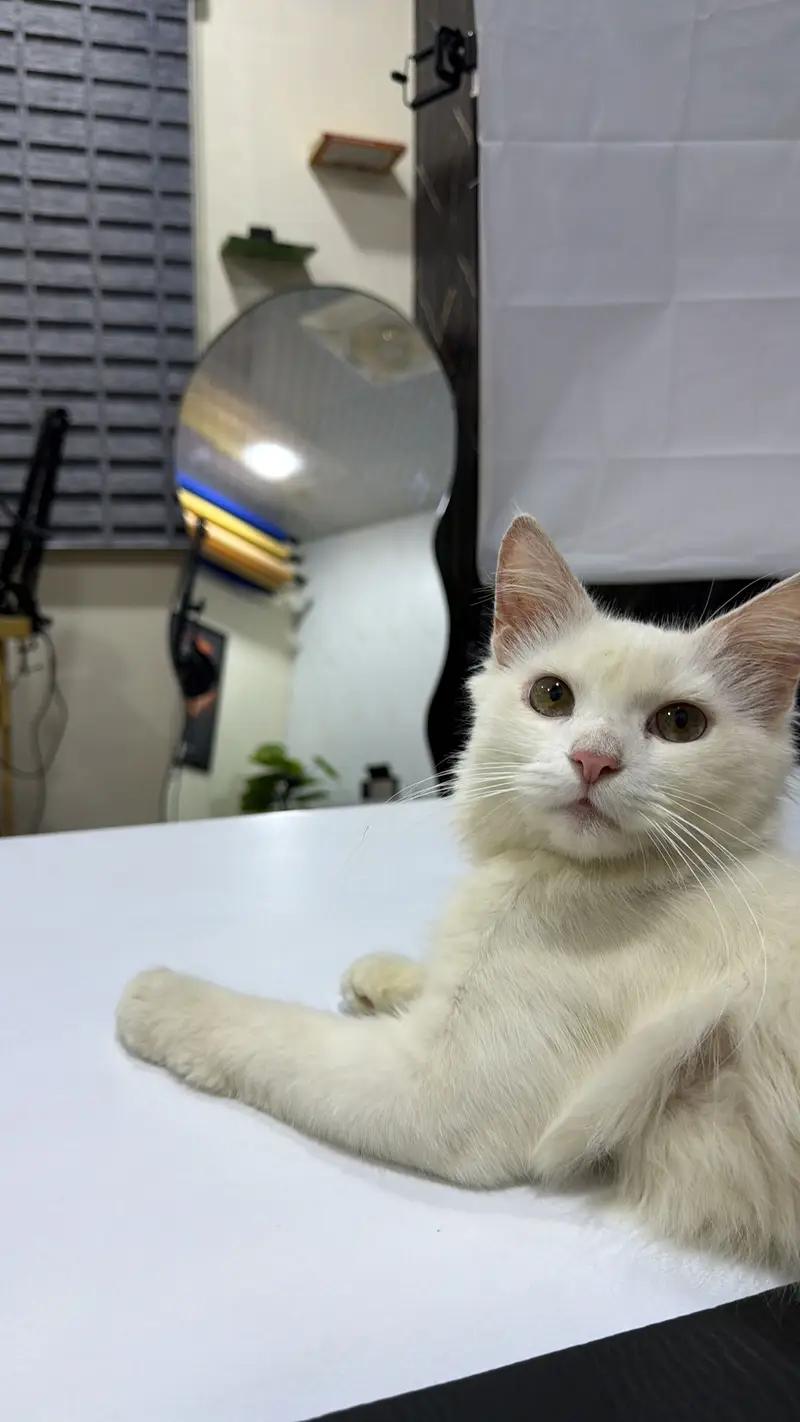 Persian Male For Sale — photo 3
