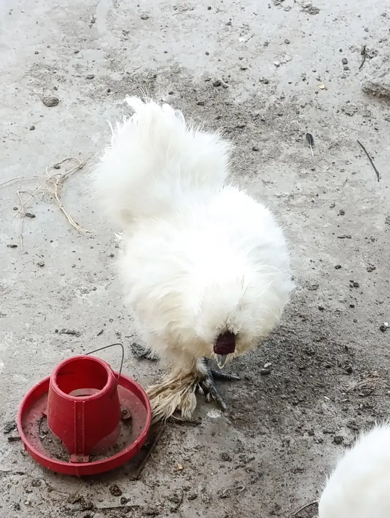 white Silki — photo 7