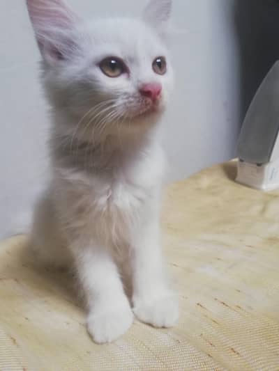 Kitten For Sale