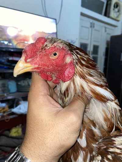 Aseel / patha / Murga / murgha / breeder / male