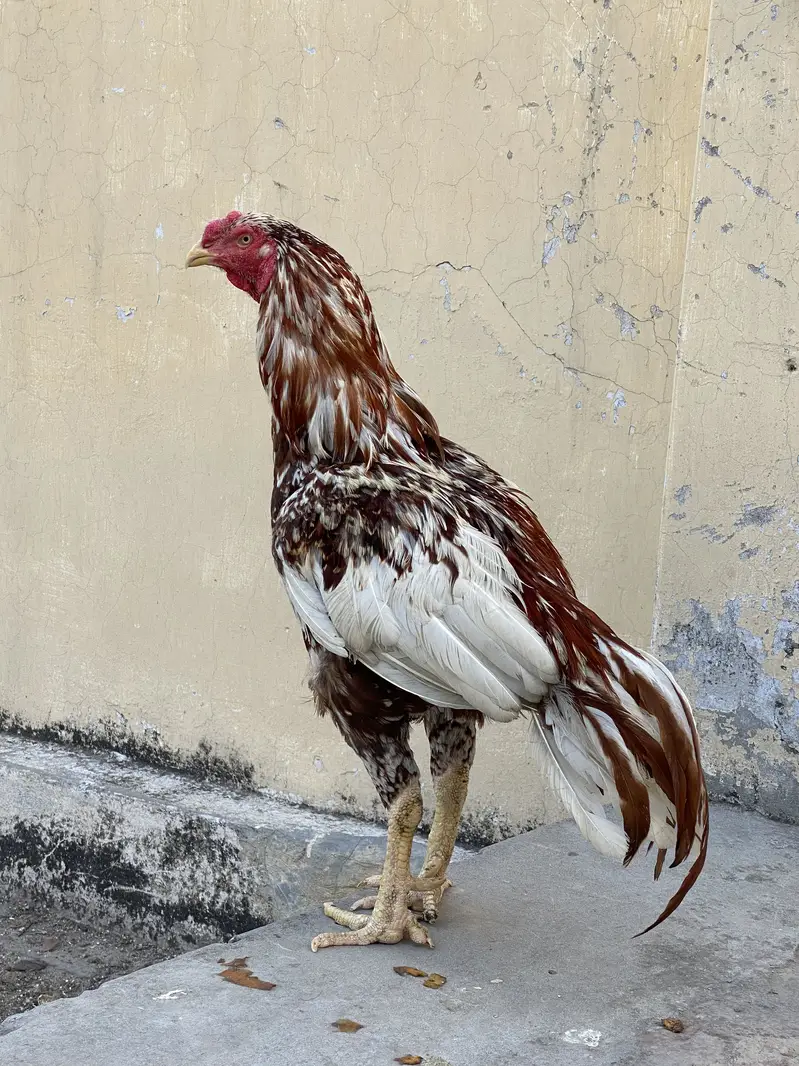 Aseel / patha / Murga / murgha / breeder / male — photo 4